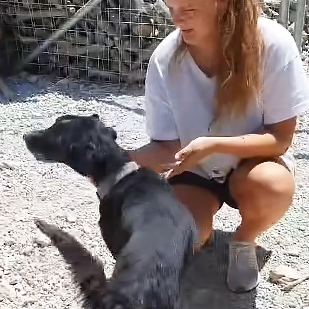 A woman in a white shirt and shorts is crouching down to pet a black dog on a gravel surface.