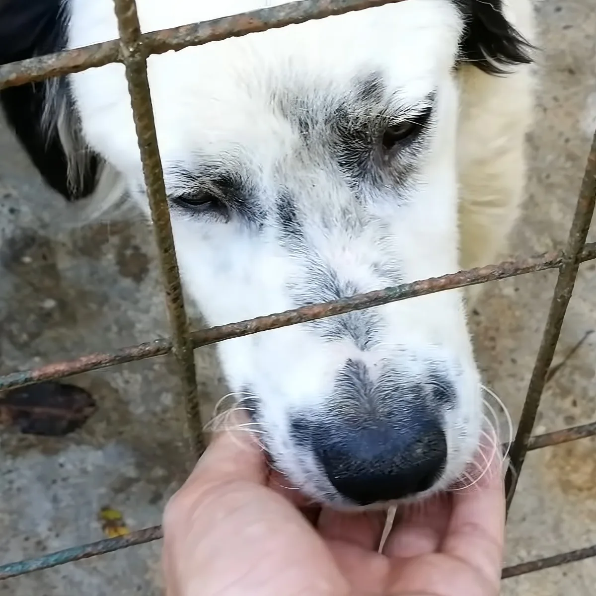 A close-up of a white dog with black markings, being petted by a hand through a metal fence.