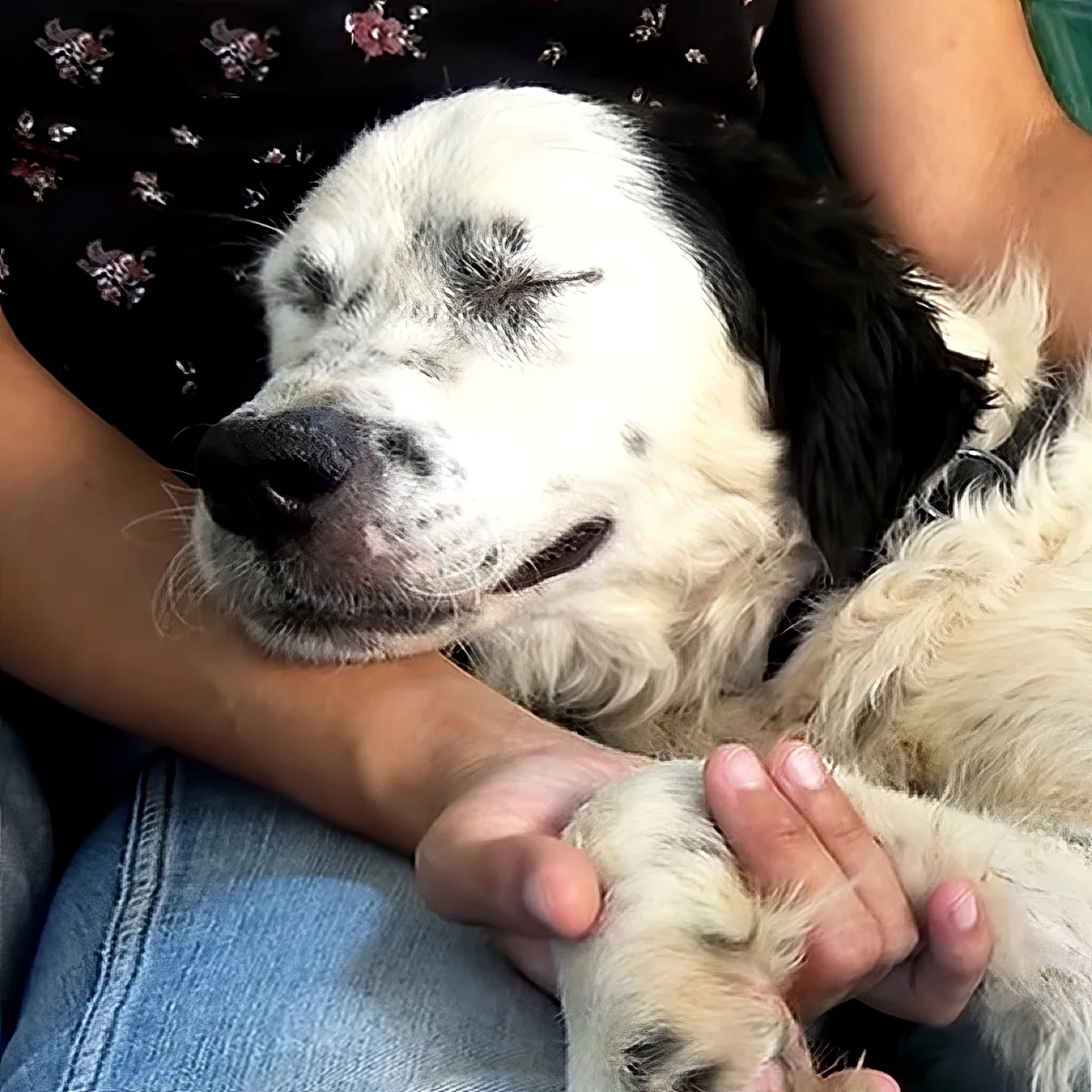 A person holds a relaxed, sleepy dog with white fur and black spots, gently petting its paw.