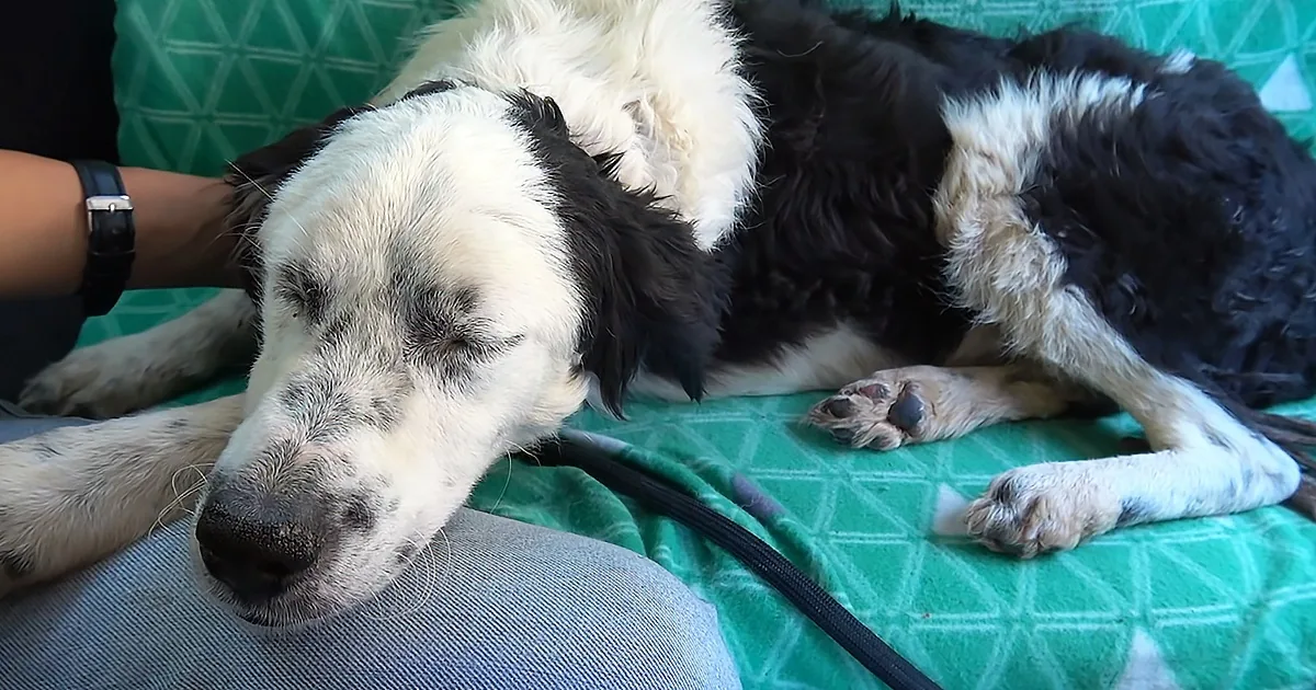 Dog Feels Relaxed for the First Time in Her Life After Being Rescued