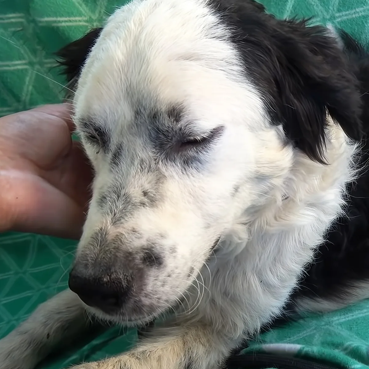 A white and black dog with closed eyes is being gently petted on a green surface.