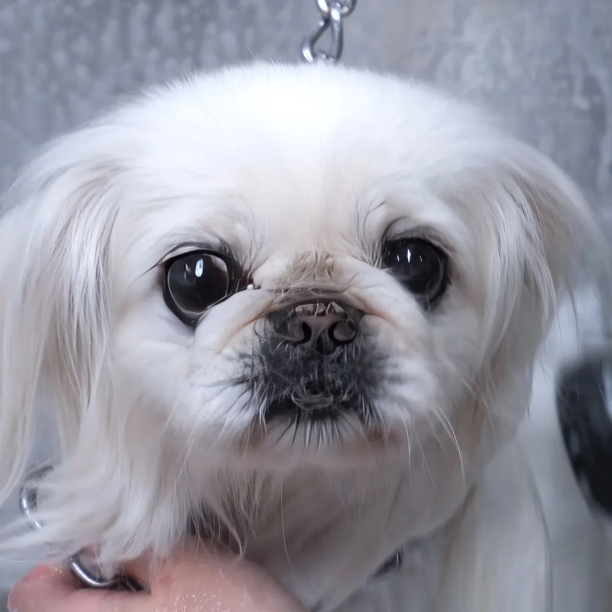 A fluffy white dog with a black nose and expressive eyes is being held by a person.