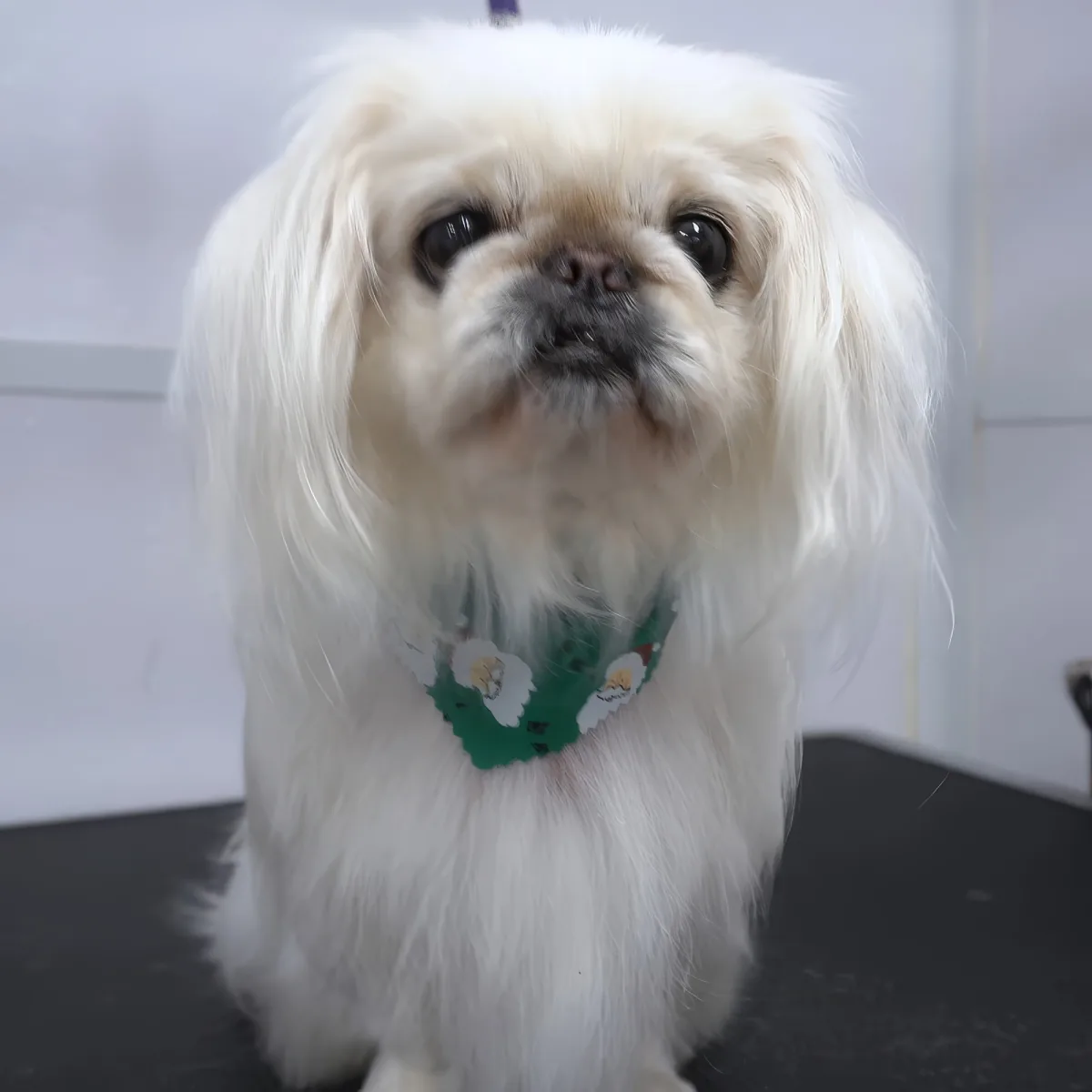 A fluffy white dog with a green collar sits on a black surface, looking up.