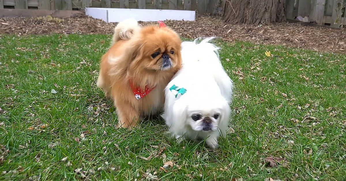 Two small dogs, one brown with a red bandana, the other white with a green bandana, are sitting on grass.