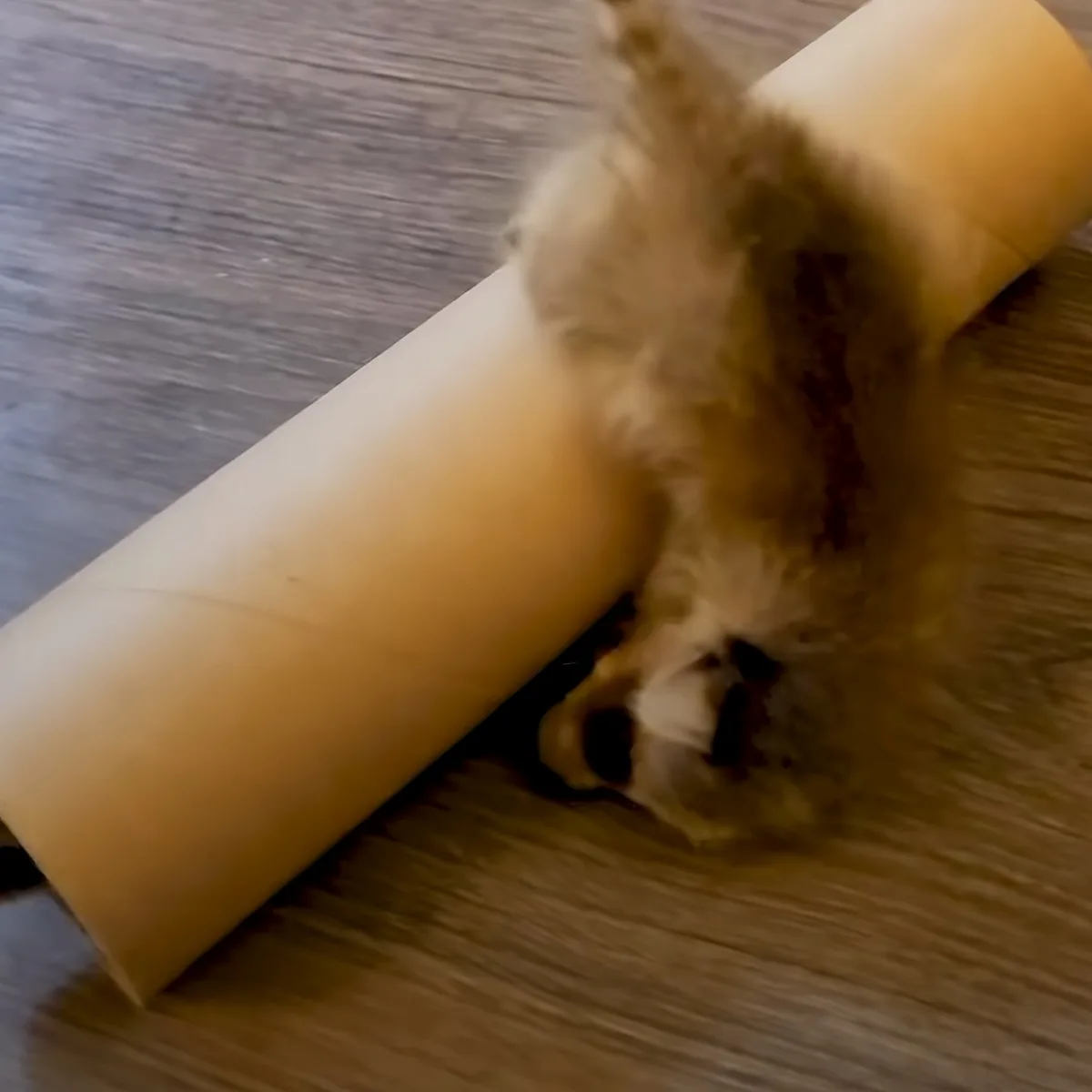 A fluffy, light-colored cat is partially hidden behind a large, light-colored cylindrical object on a wooden floor.