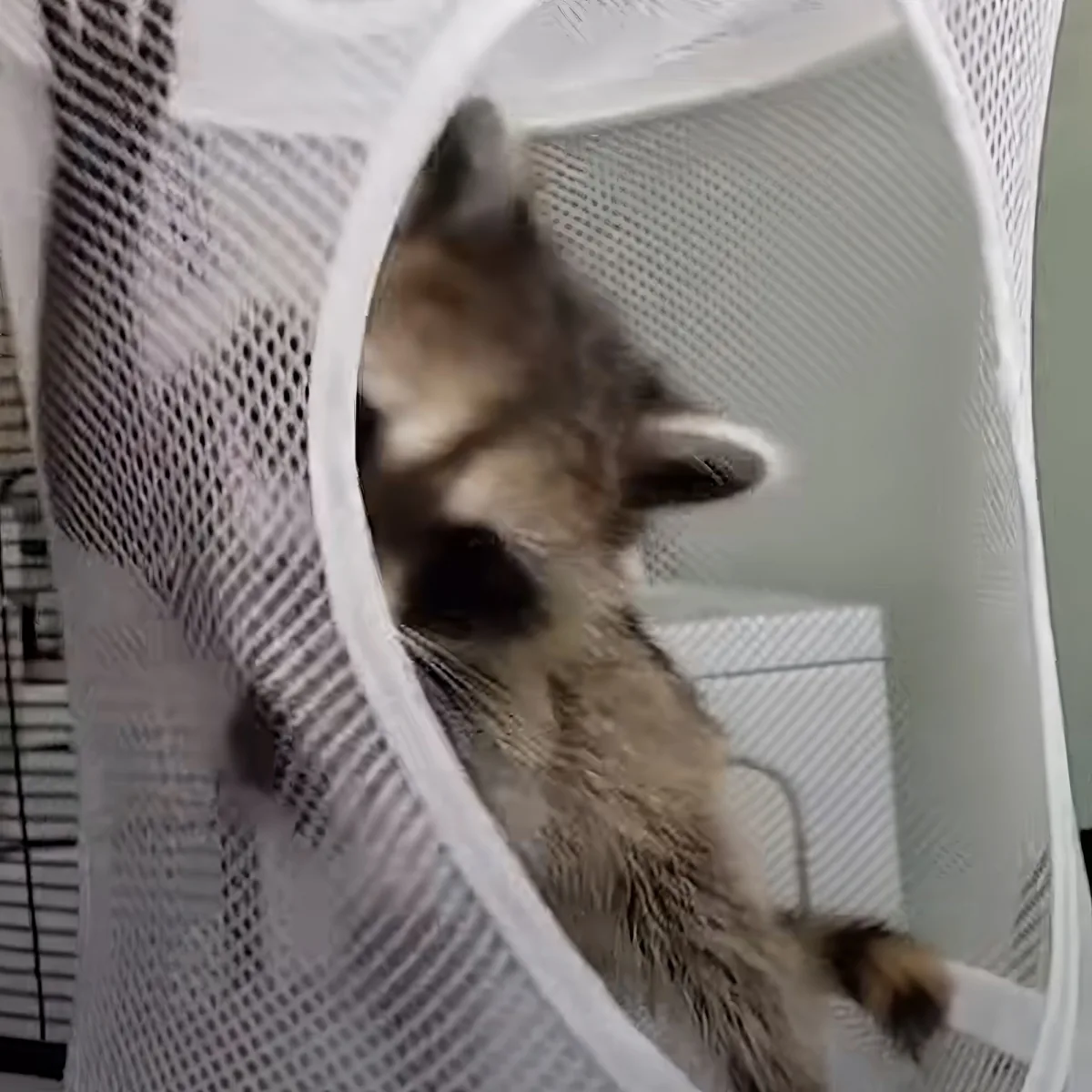 A raccoon is inside a white mesh laundry basket, looking up.
