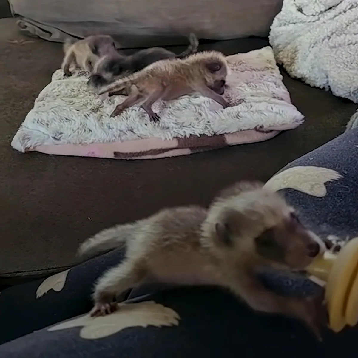 Three baby monkeys are resting on a soft surface, with one eating a banana.