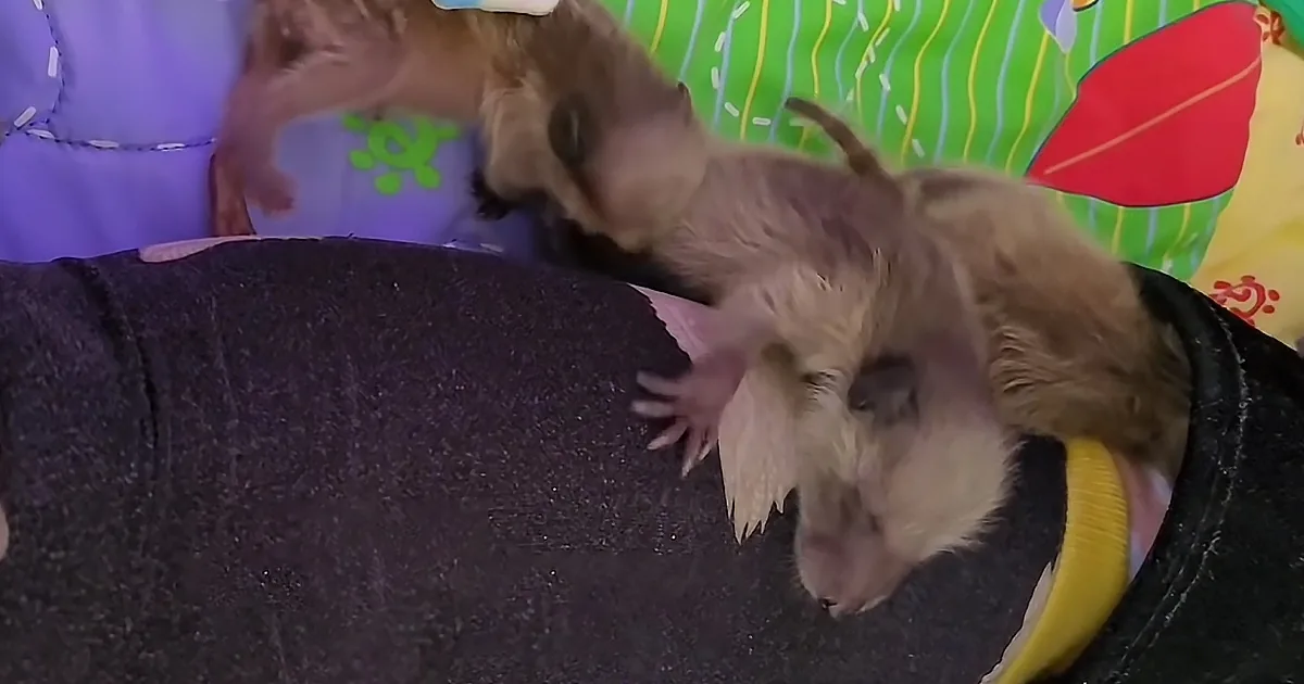 Adorable Baby Raccoon Loves to Hide in Owner''s Footwear