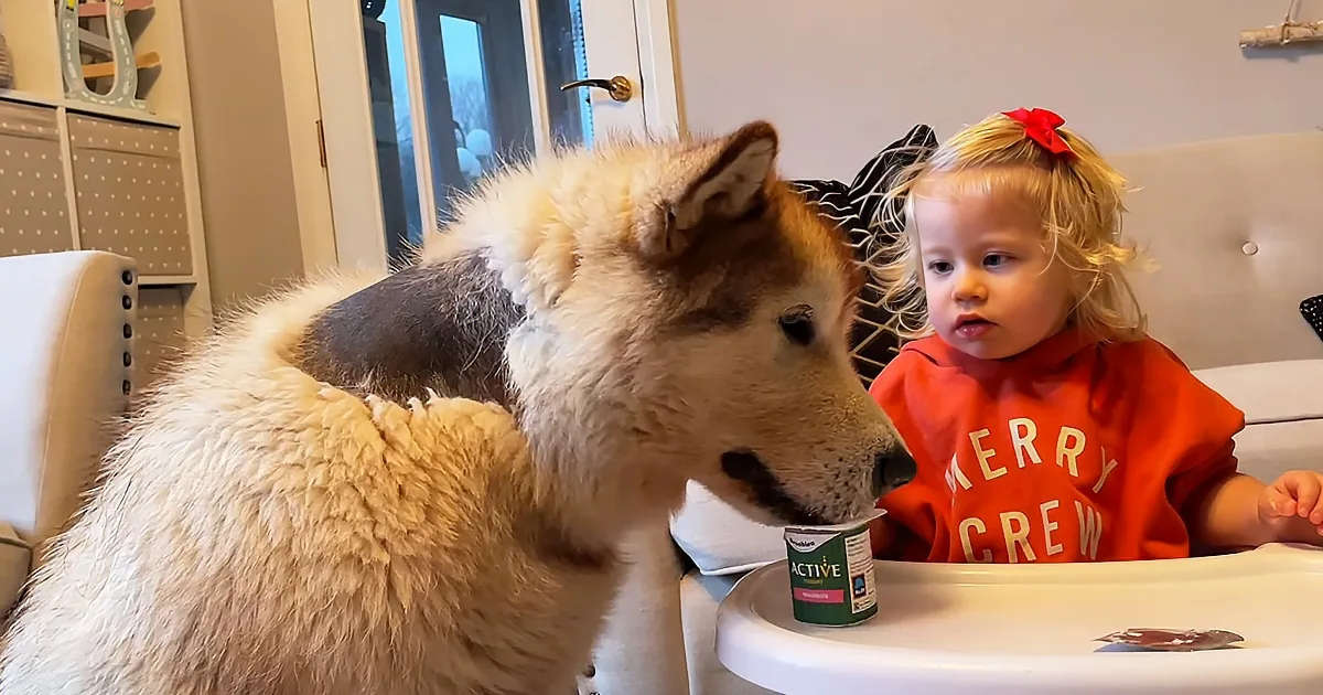 Sweet Baby Shares Her Yogurt With Doggie Siblings