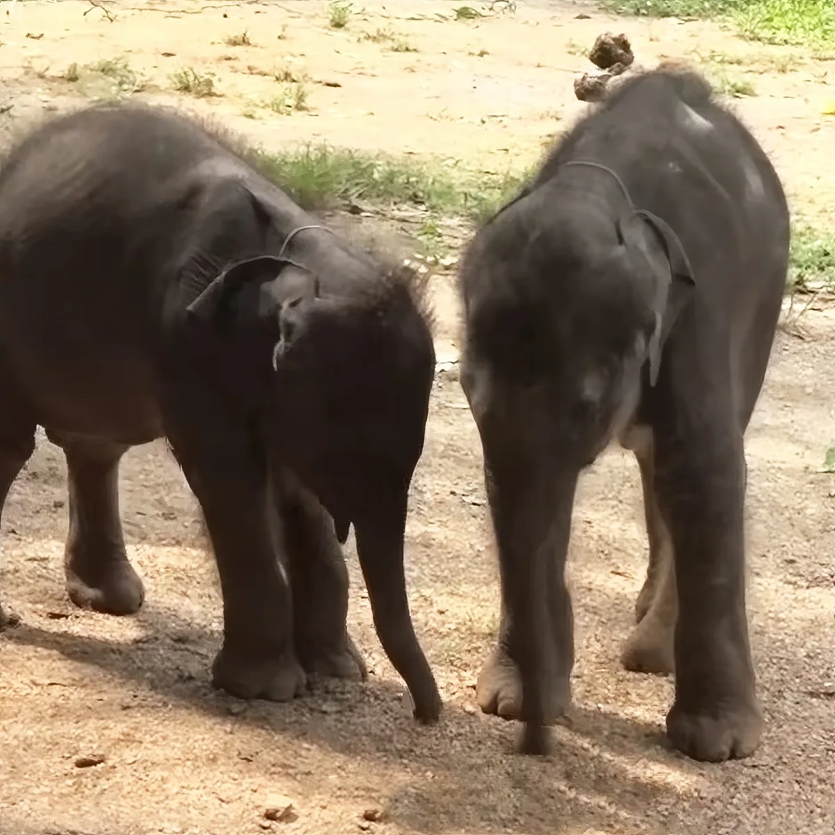 Twin baby elephants