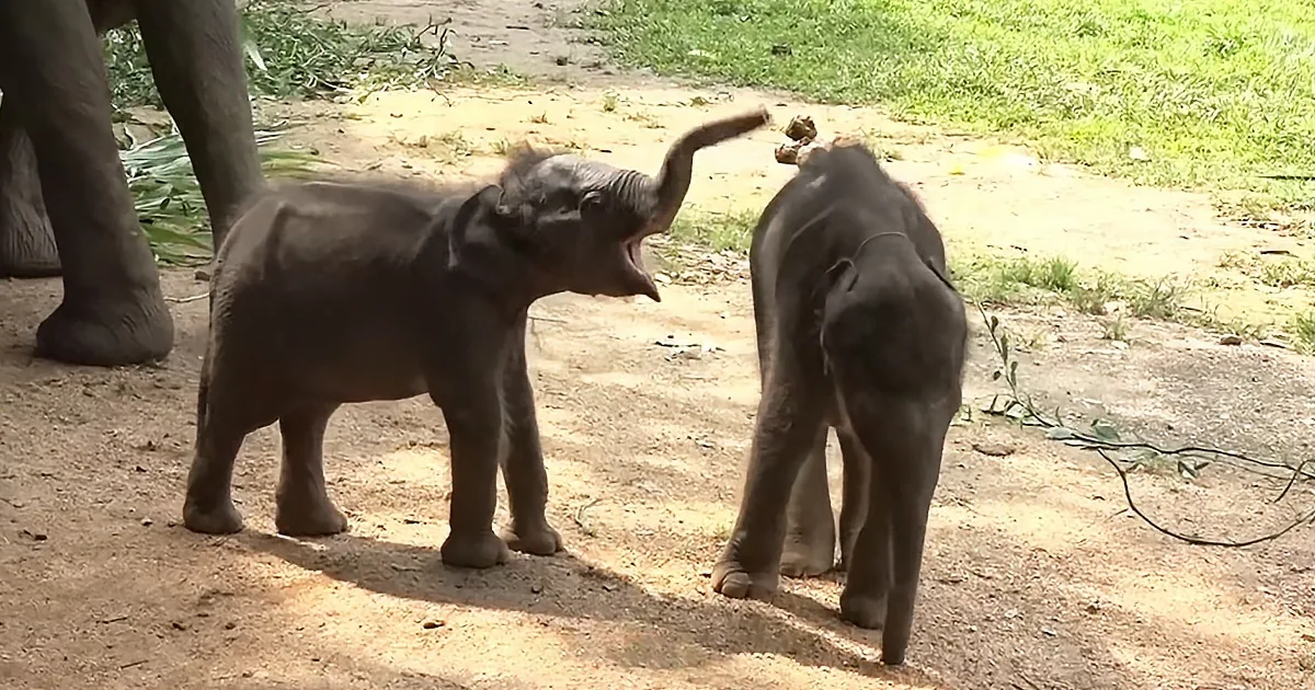 Twin Baby Elephants Have the Most Adorable Gestures While Playing