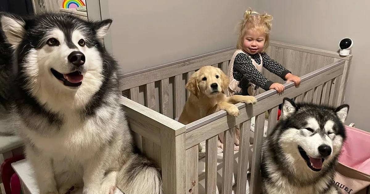 Sweet Baby Only Falls Asleep When Her Dogs Are With Her