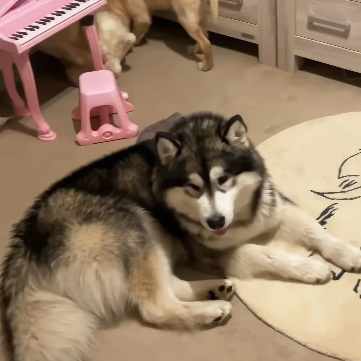 A relaxed husky lounges on a beige rug with a pink piano and stool in the background.