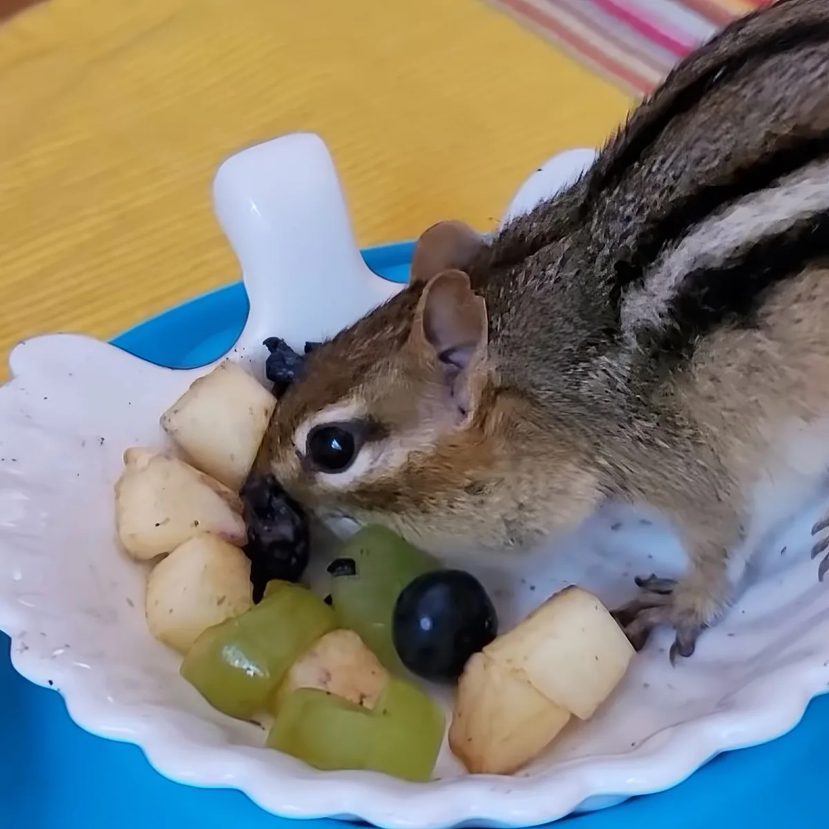 A chipmunk is eating fruit from a blue dish on a yellow surface.