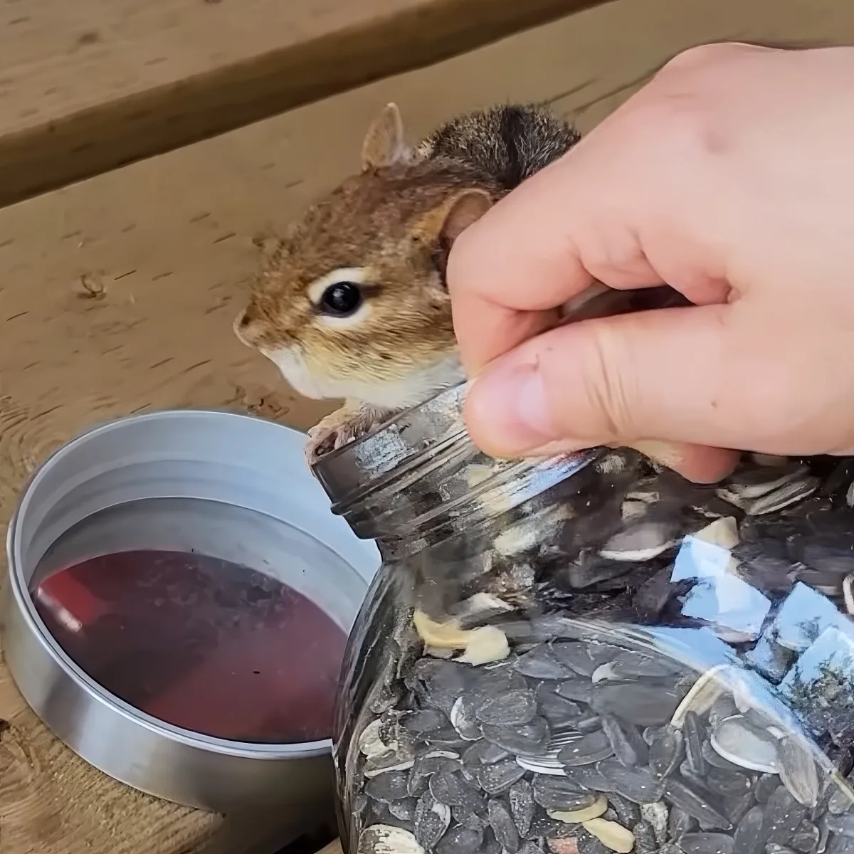 A chipmunk is being fed seeds from a jar by a hand, with a metal container of liquid nearby.