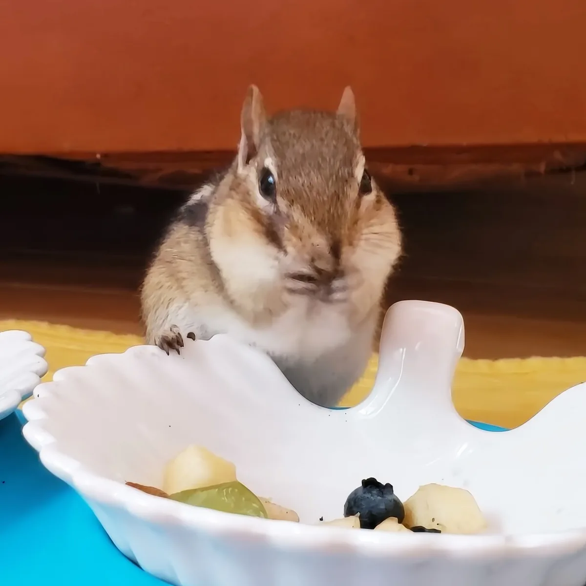 A chipmunk sits on a white plate with food, looking at the camera.