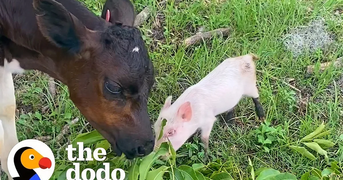 Tiny Piglet and Baby Cow Become Siblings and Love Doing Zoomies