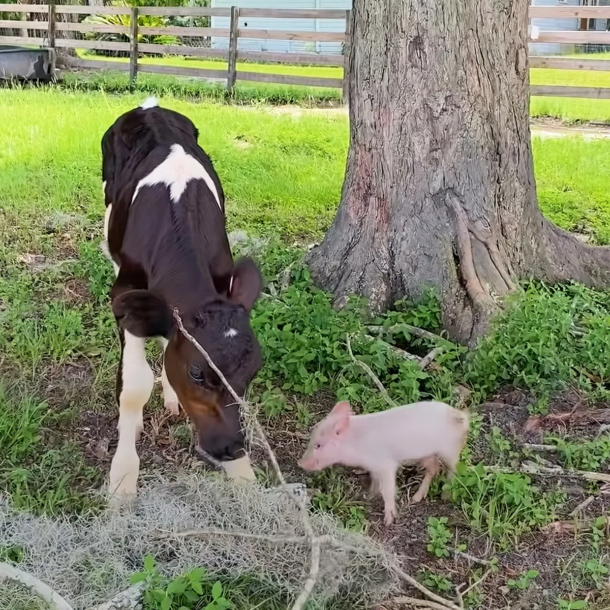 Tiny piglet and baby cow