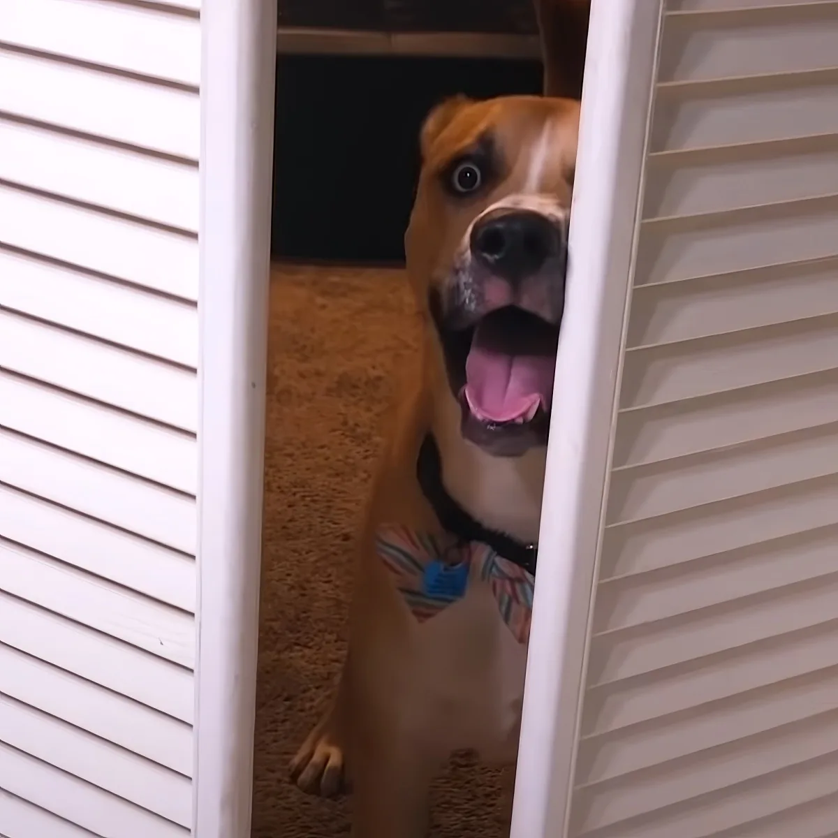 A happy dog with its tongue out is peeking through a partially open white door.