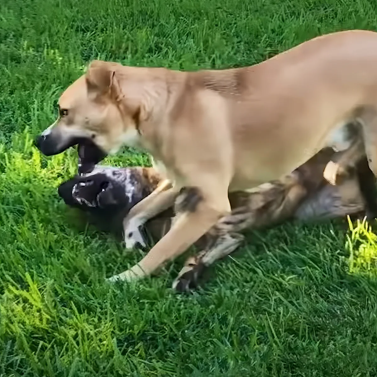 A large tan dog is playfully wrestling with a smaller black dog on a grassy field.