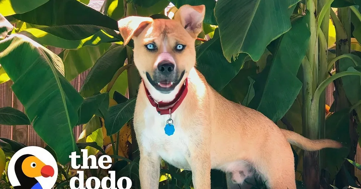 A tan dog with a black collar lies on a mat, looking up with a curious expression.