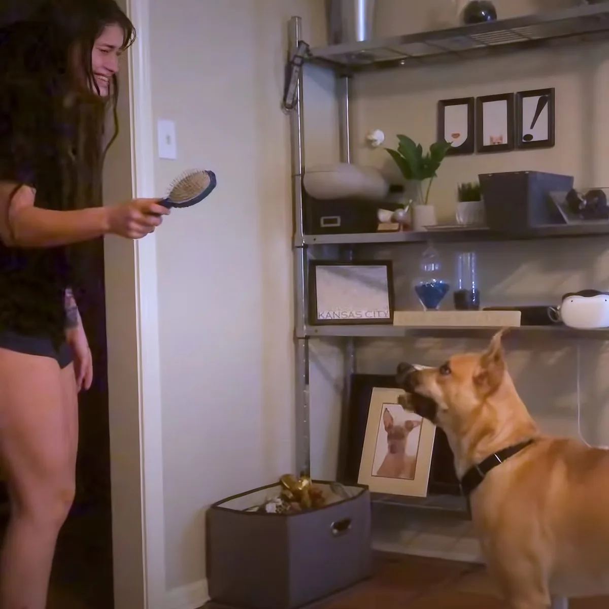 A woman holds a hairbrush near a dog in a room with shelves and framed pictures.