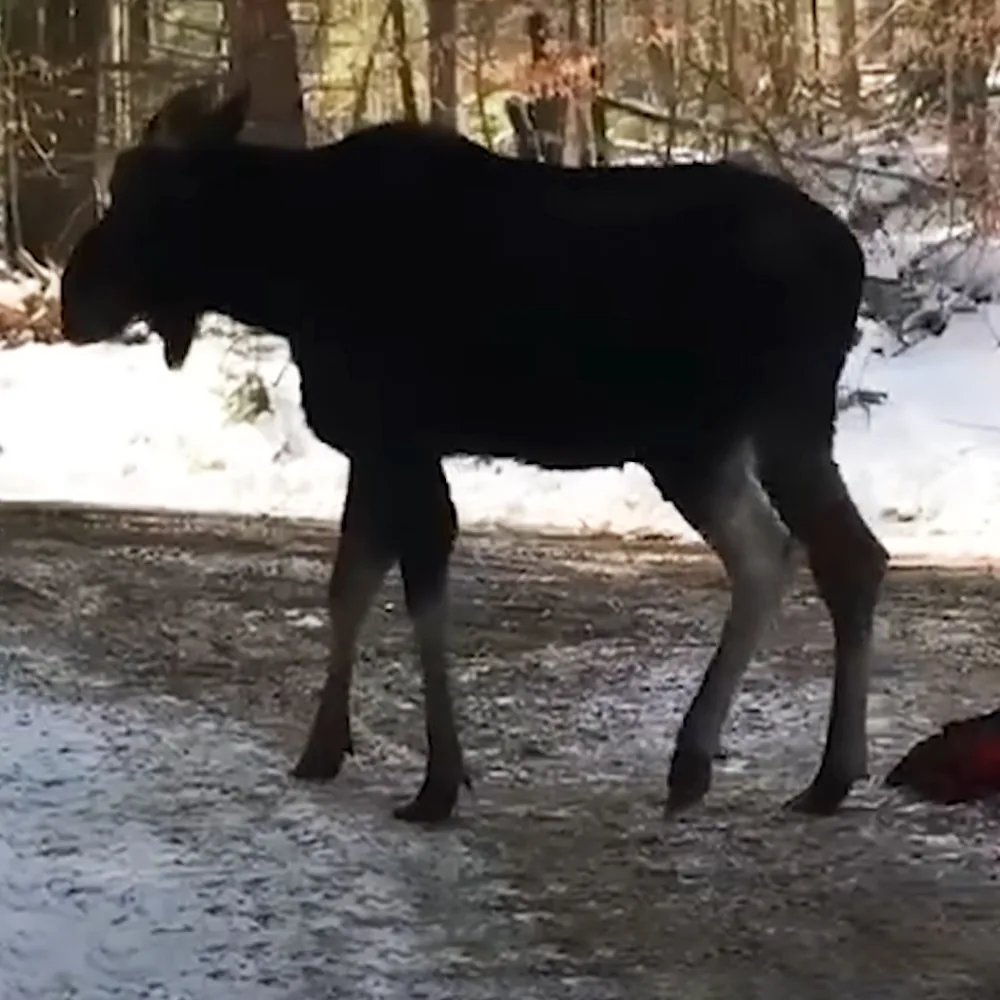 A moose stands on a snowy path in a forest, its body partially obscured by shadow.
