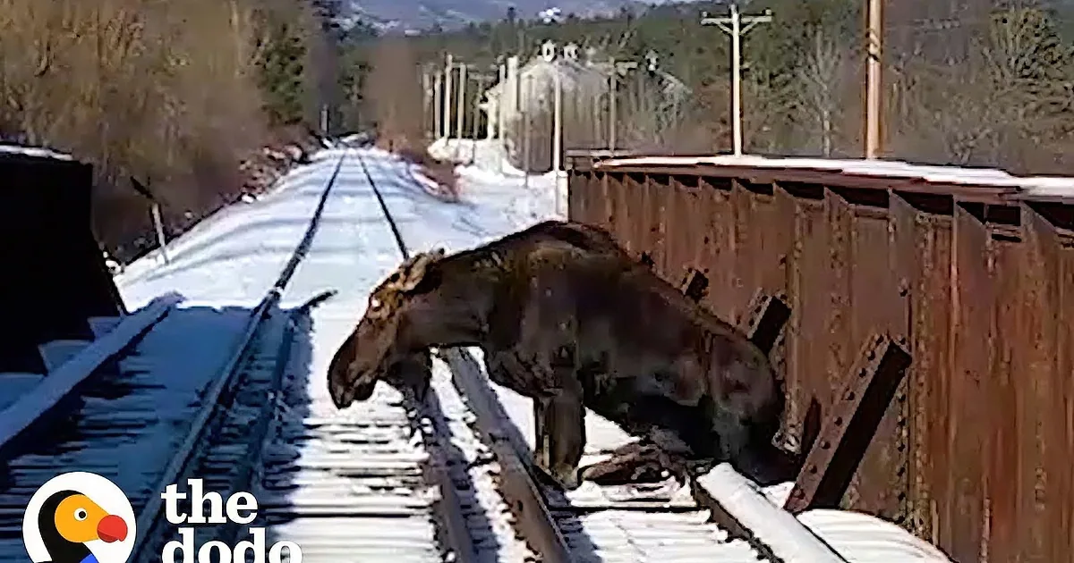 700-Pound Moose Stuck on Railroad Track Rescued by Kind-Hearted People