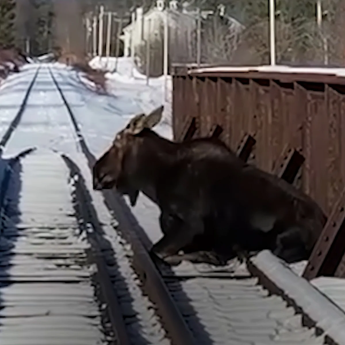 A moose stands on snowy train tracks near a wooden bridge, surrounded by trees.