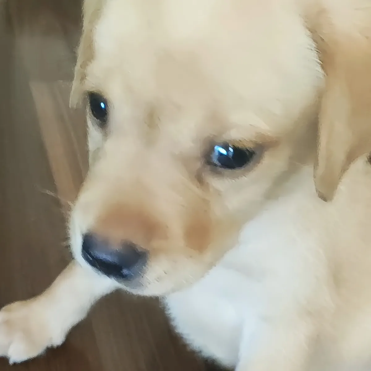 A close-up of a light-colored puppy with a soft, fluffy coat and a curious expression.
