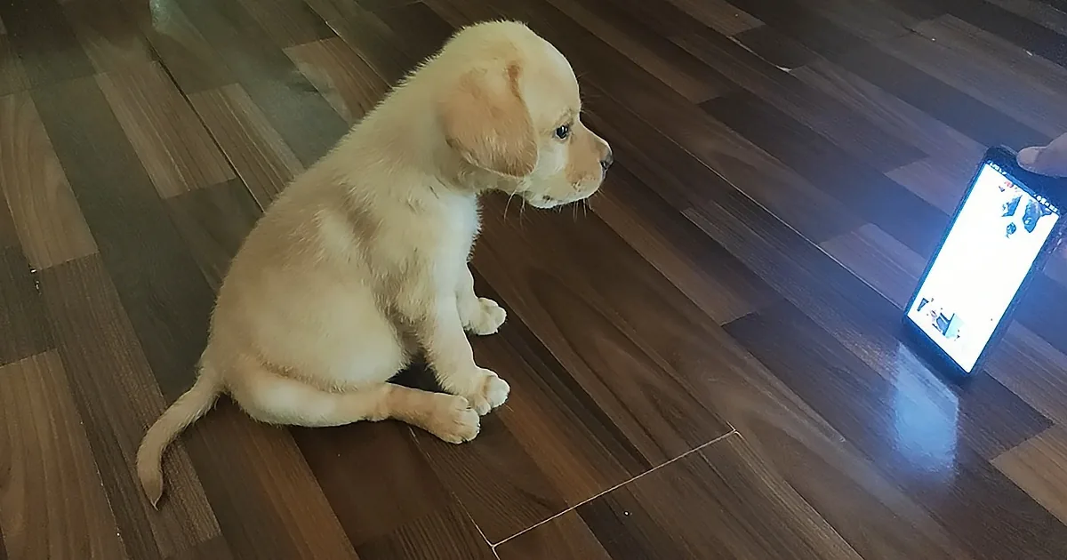 A light-colored puppy sits on a wooden floor, gazing at a glowing phone screen.