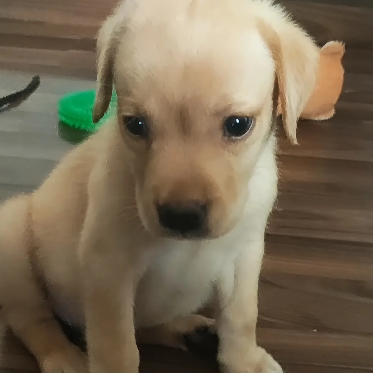A light-colored puppy with floppy ears sits on a wooden floor, looking directly at the camera.