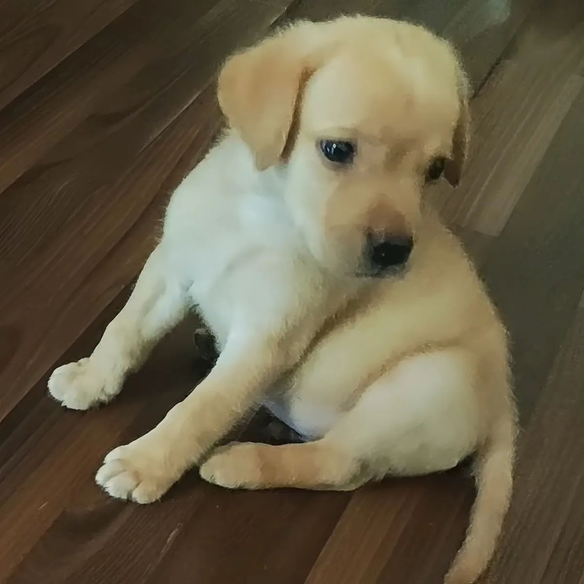 A light-colored puppy with a fluffy coat sits on a wooden floor, looking up.