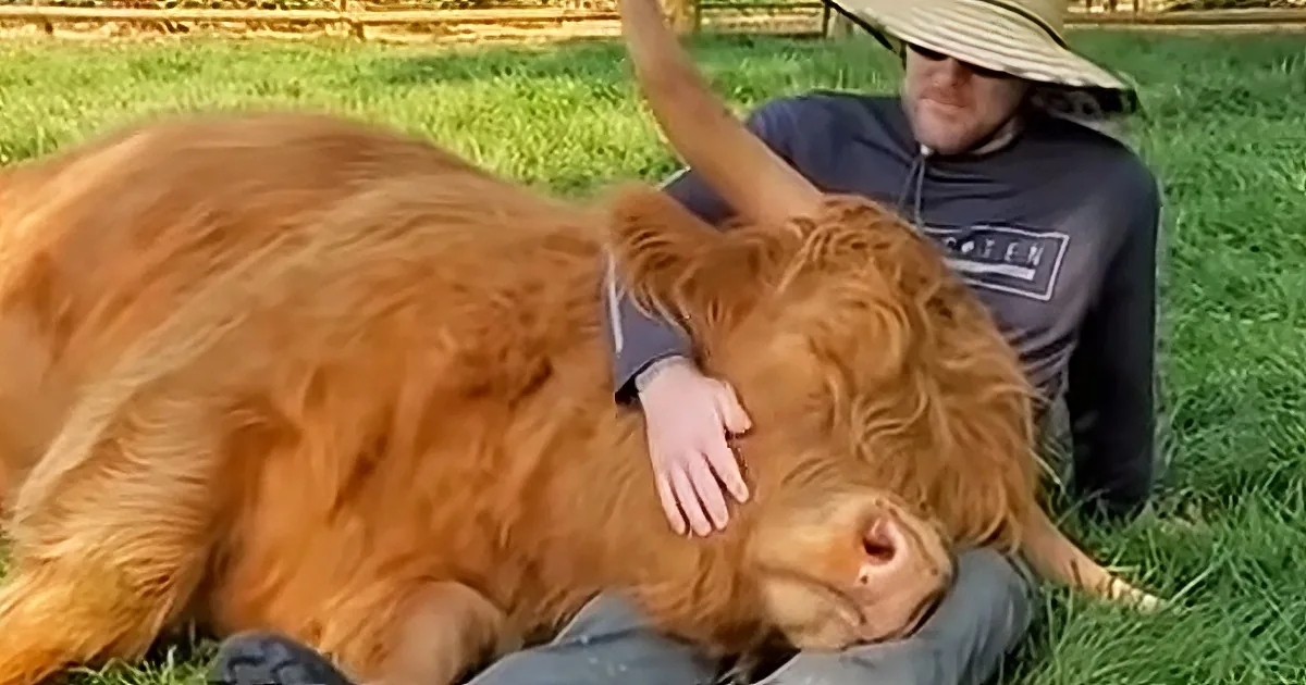 Grownup Cattle Act Like Puppies, Love Getting Attention From Rescuers