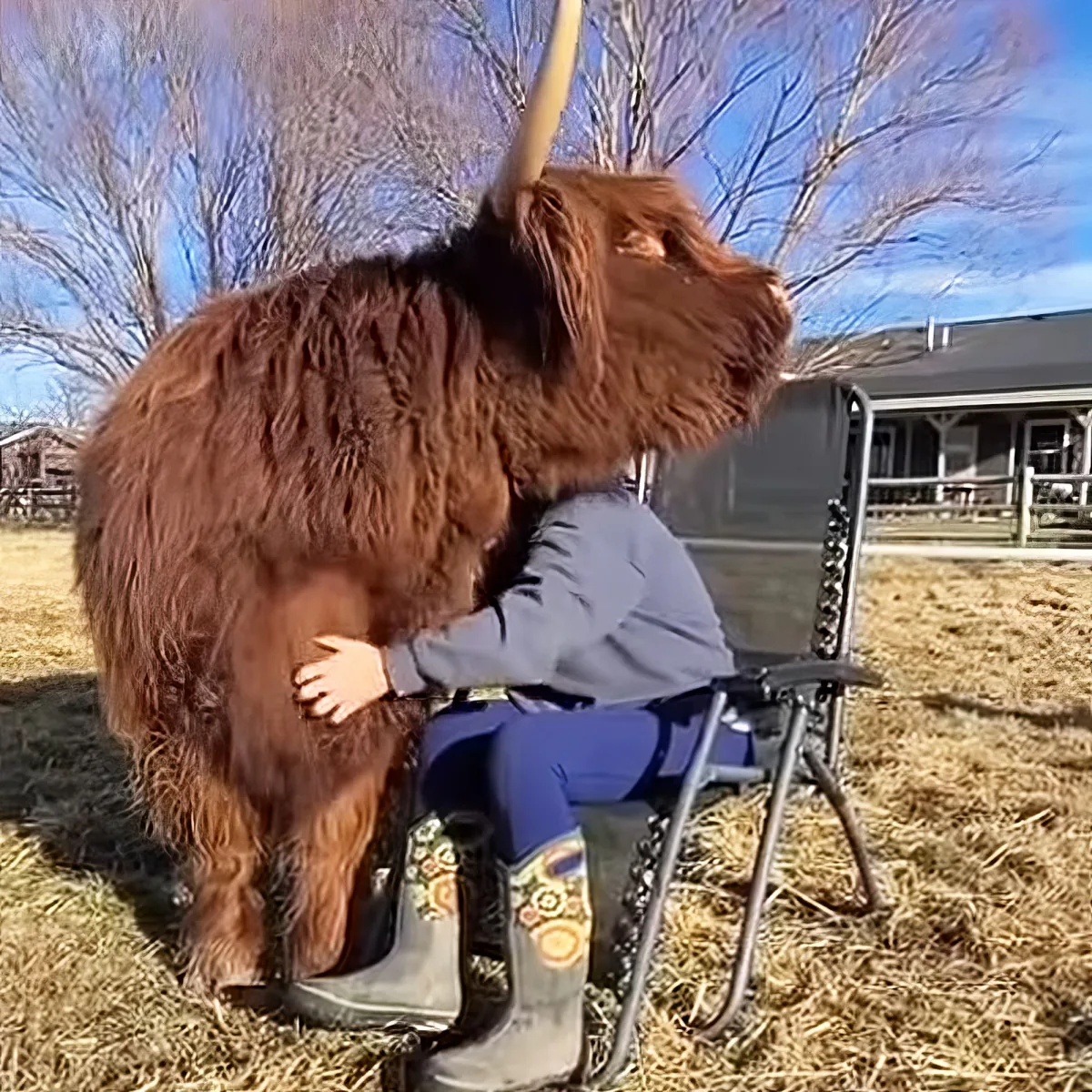 Scottish Highland cattle