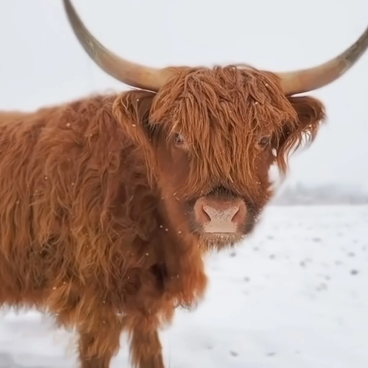 Scottish Highland cattle
