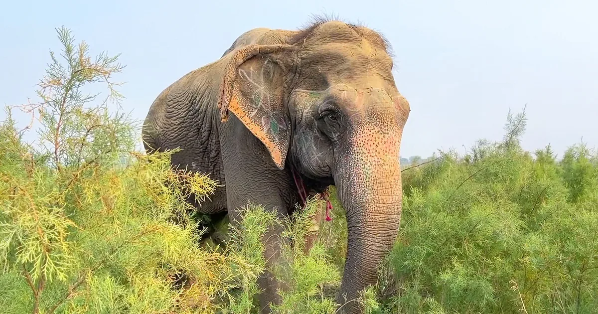 Visually Impaired Senior Elephant Takes Her First Steps of Freedom