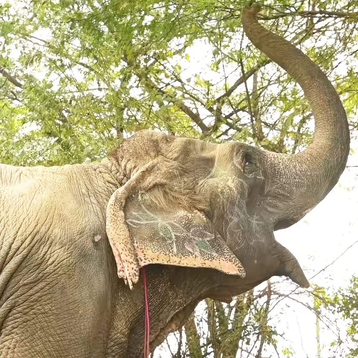 An elephant with a raised trunk and large ears is shown against a backdrop of green trees.