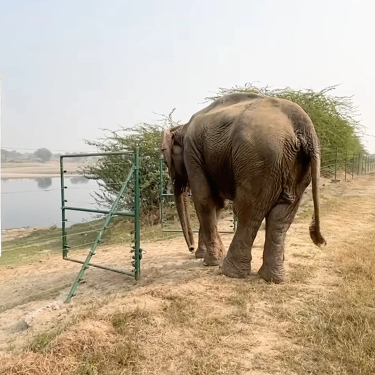 An elephant walks near a fenced area with a body of water and trees in the background.