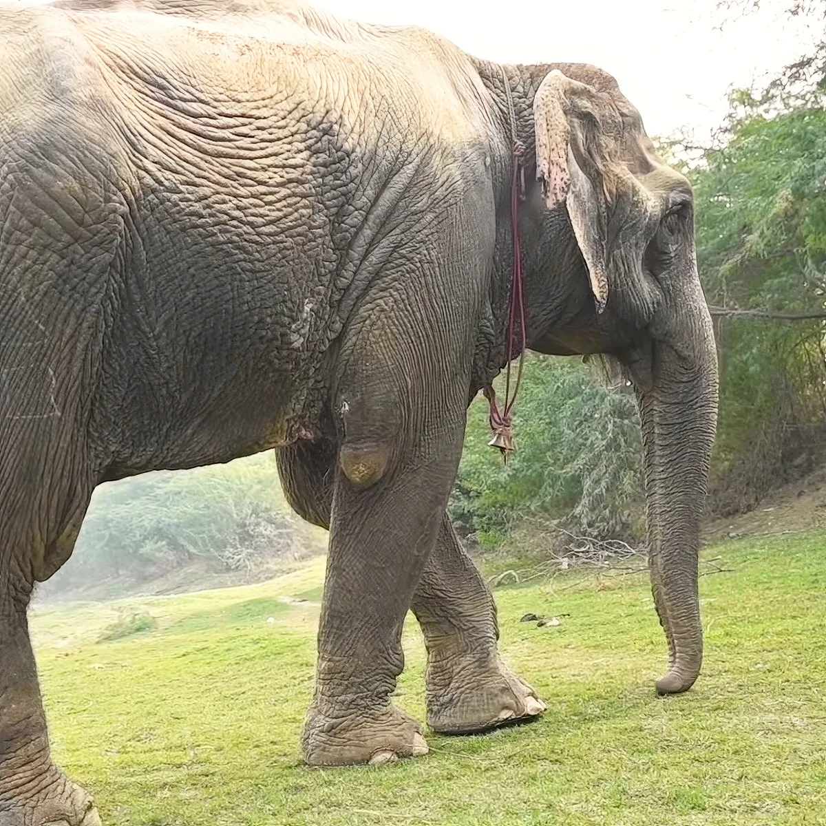 A large elephant stands on grass, wearing a rope around its neck, with trees in the background.