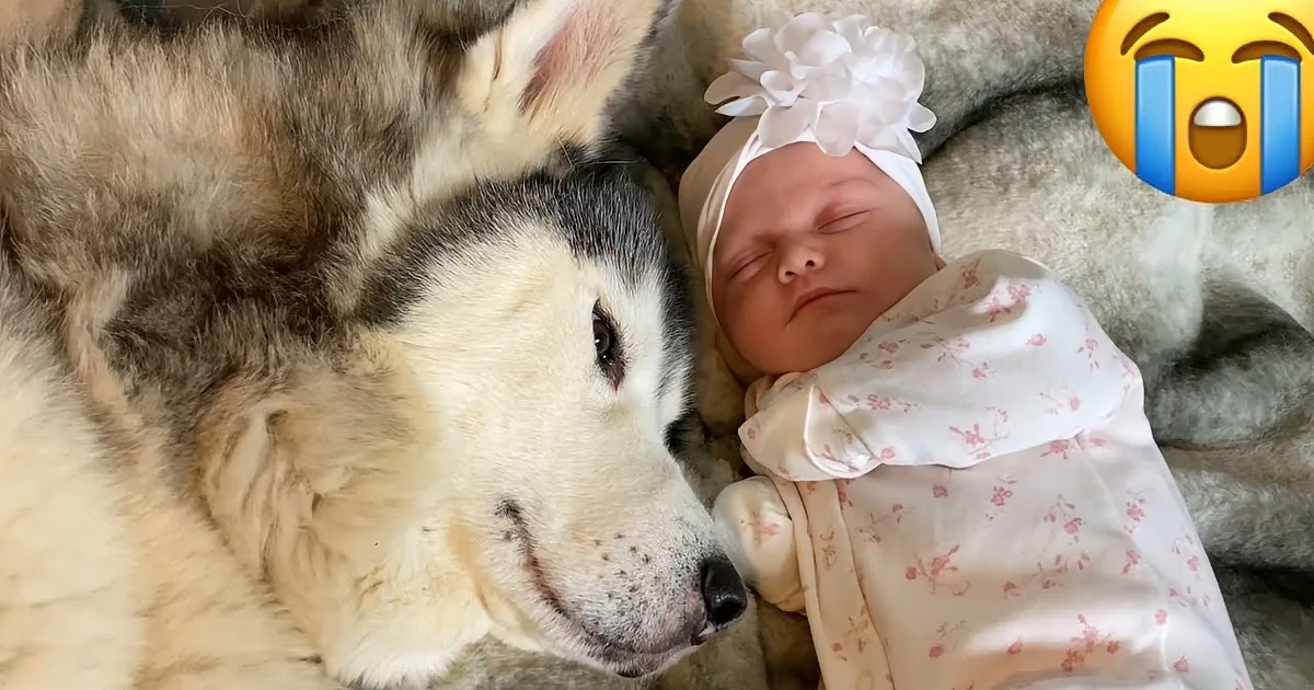 Loving Husky Just Wants to Cuddle With Owner's Newborn Baby