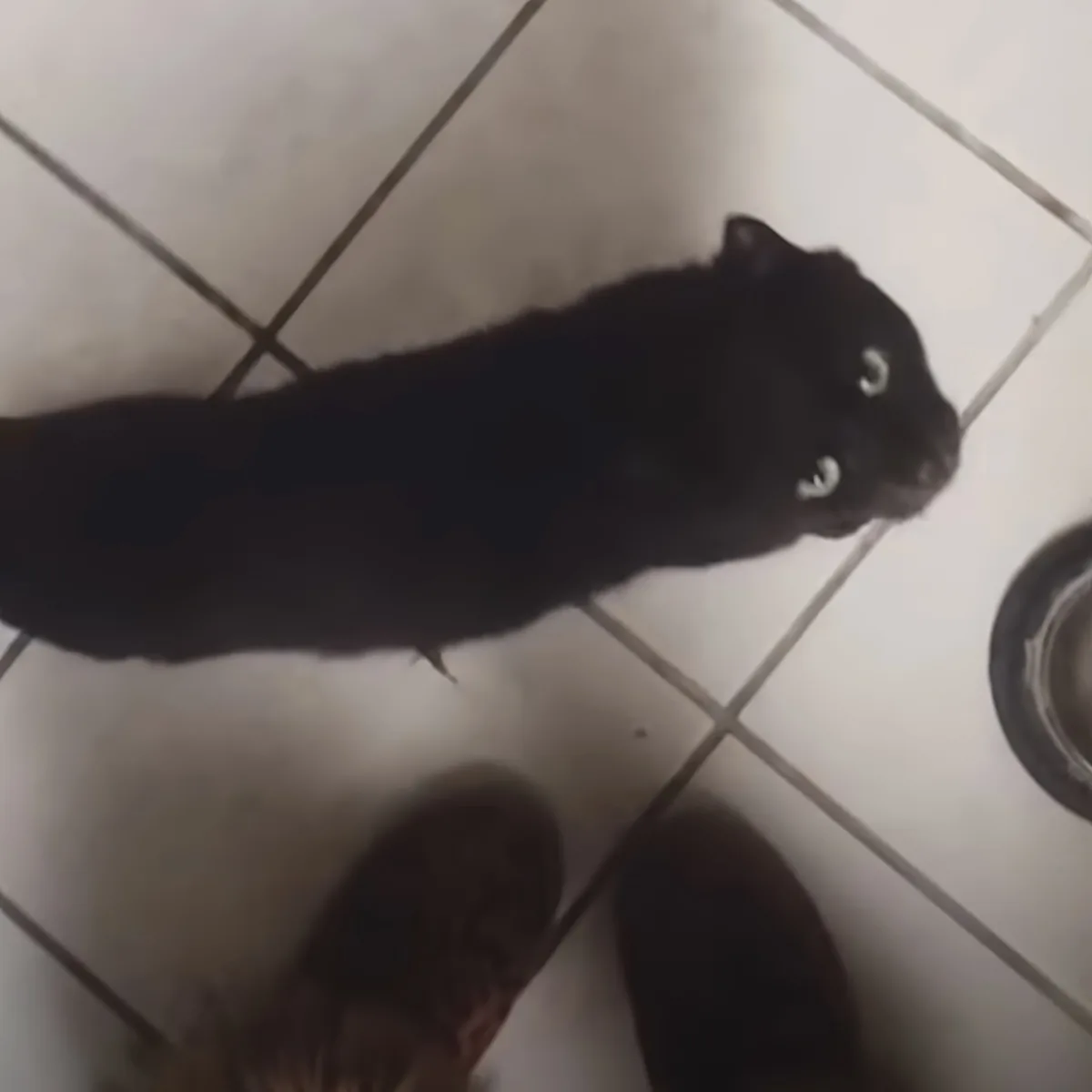 A black cat with glowing eyes lies on a tiled floor, looking up.