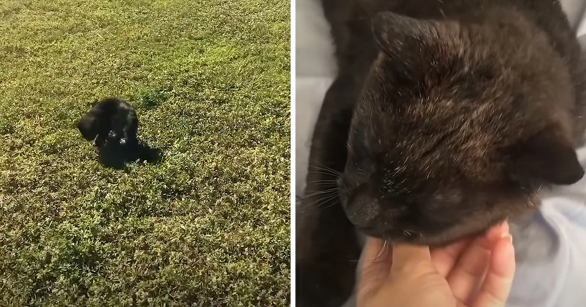 Woman Stops Car on Busy Highway to Save Tiny Stray Kitten