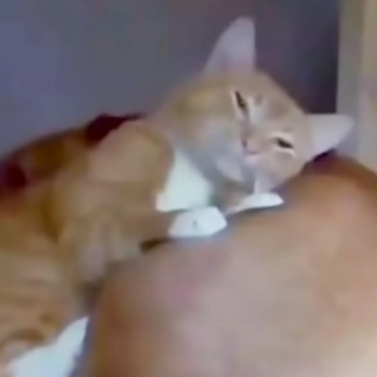 Cat cuddles dog