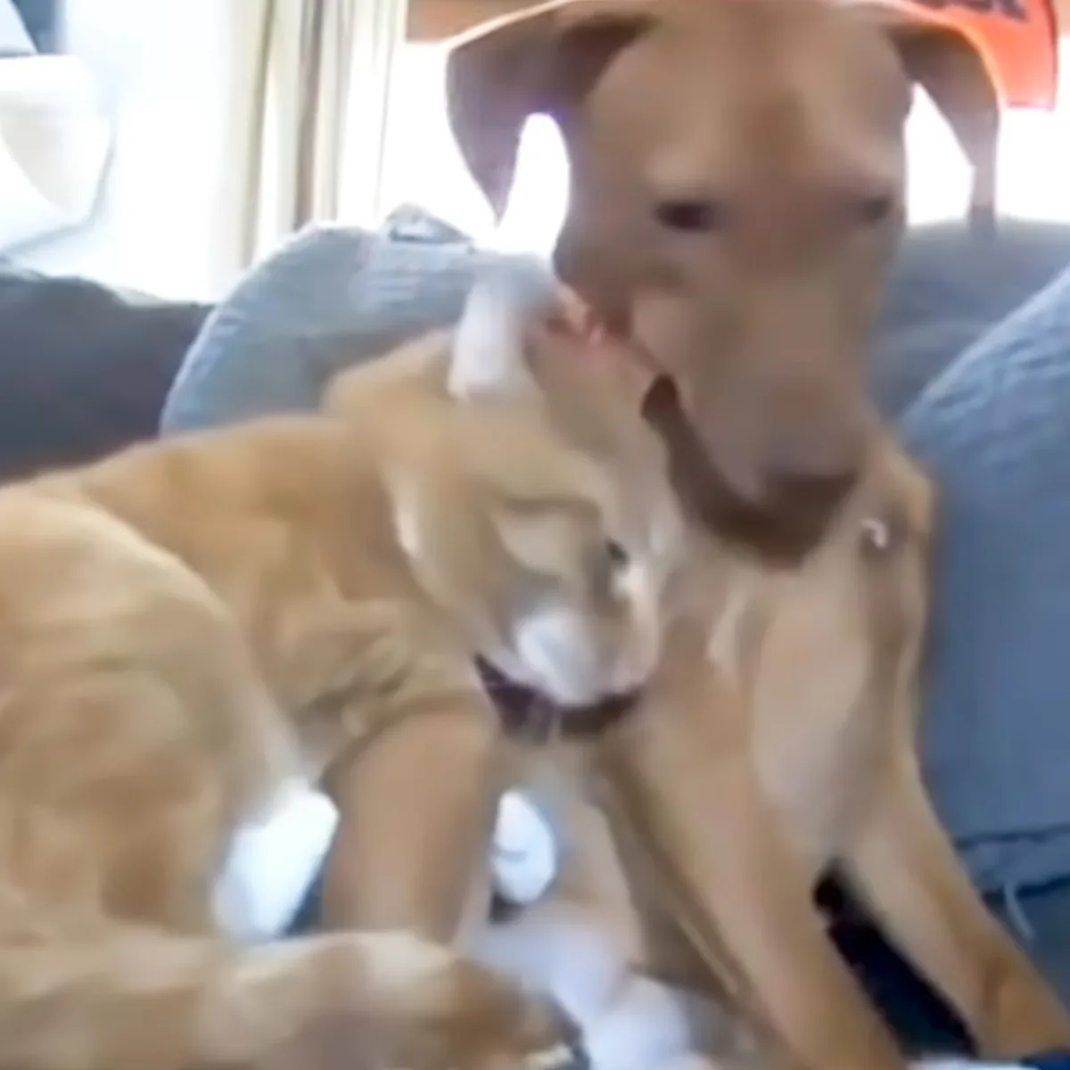 Cat cuddles dog