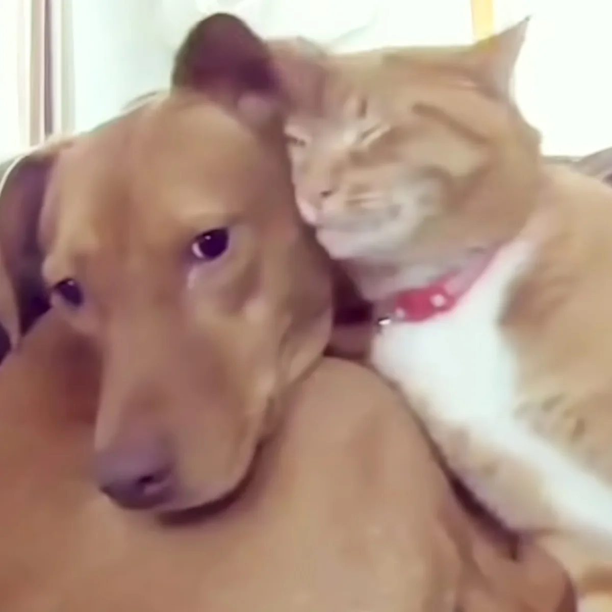 Cat cuddles dog