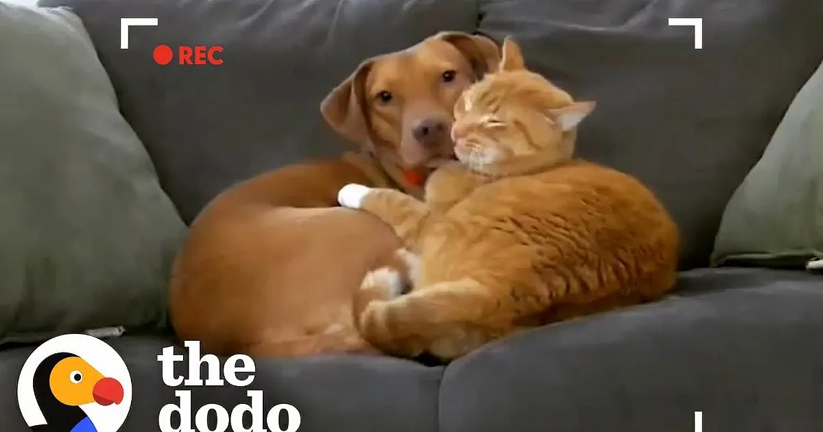 Kindhearted Cat Gives Comforting Cuddles to Anxious Dog