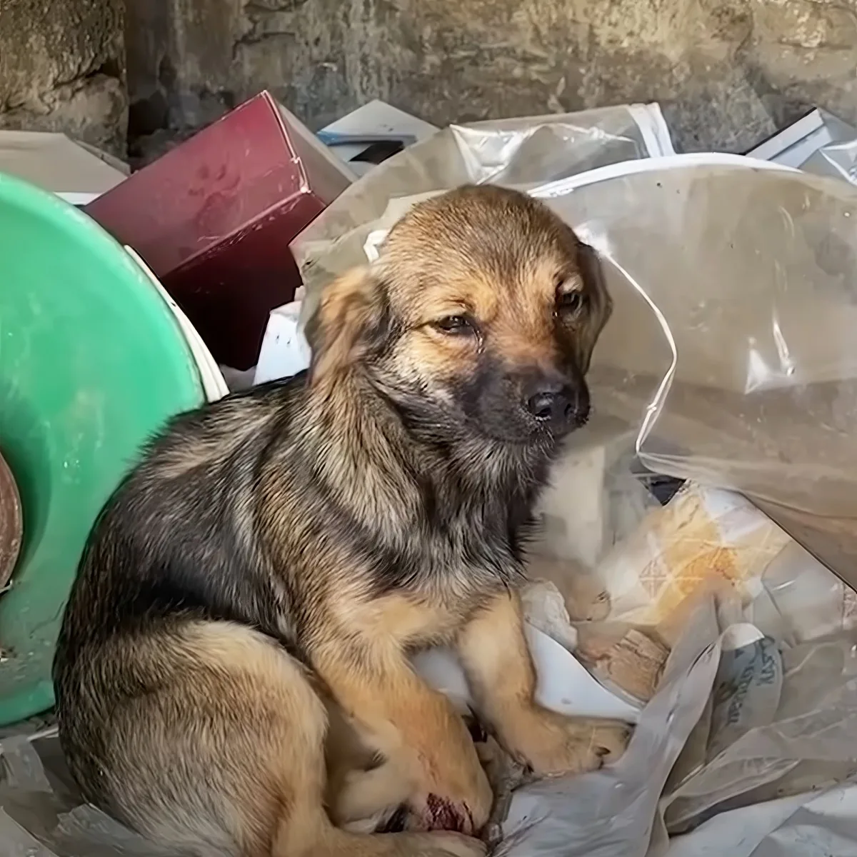 A dog with a mix of brown and black fur sits in a plastic bag amidst various items, looking sad.