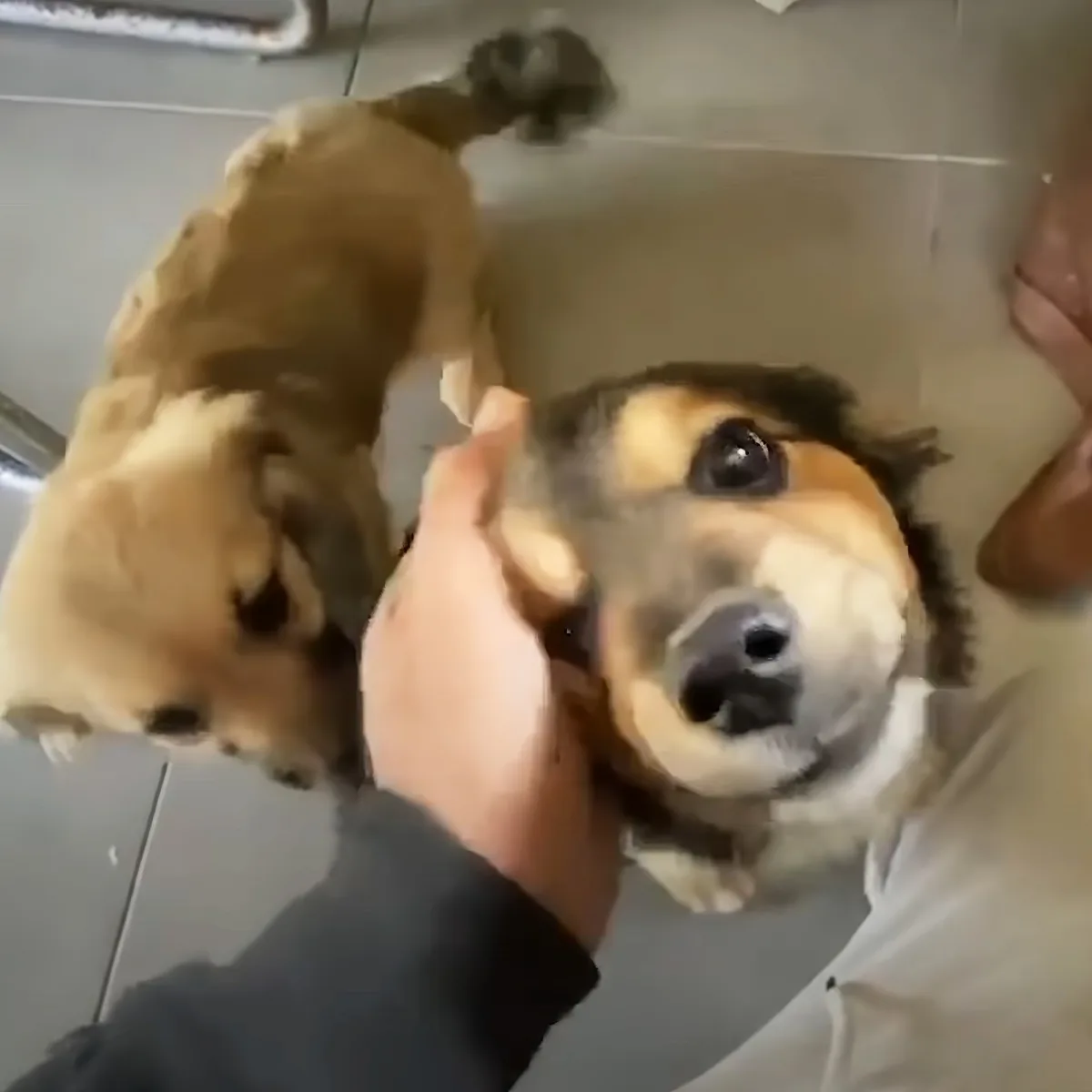 A person holds a small dog's head while another dog stands nearby in a bathroom.