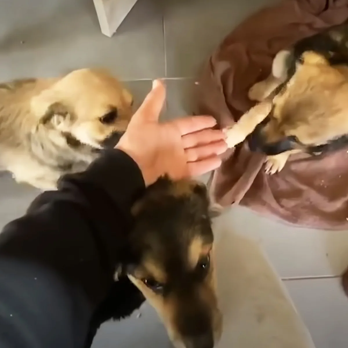 A person's hand reaches out to a dog lying on a bed, with another dog nearby.